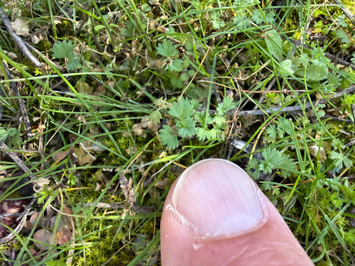 western lady's mantle (Alchemilla occidentalis)