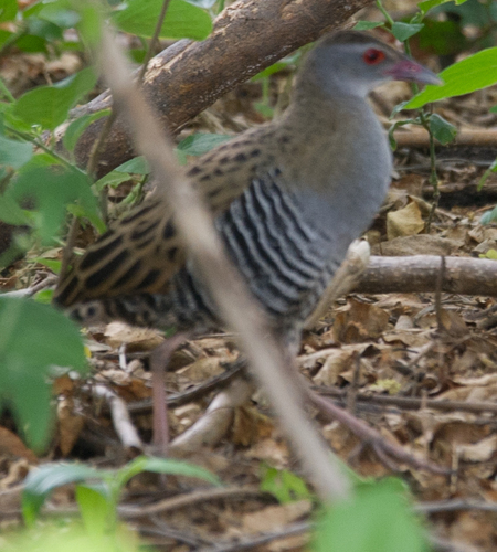 Guión africano (Crex egregia)