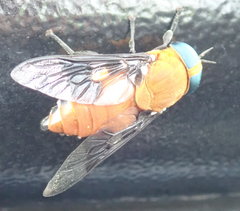 Ancala africana