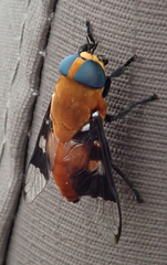 Ancala africana