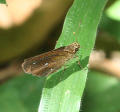 Iambrix salsala salsala