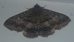 Eudesmeola lawsoni