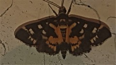 Diathrausta ochreipennis