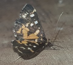 Diathrausta ochreipennis