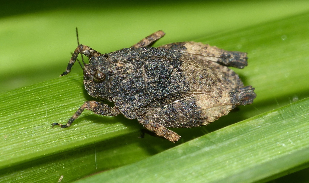 Tettiella odiosa