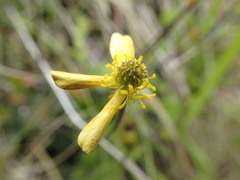 Ranunculus multiscapus