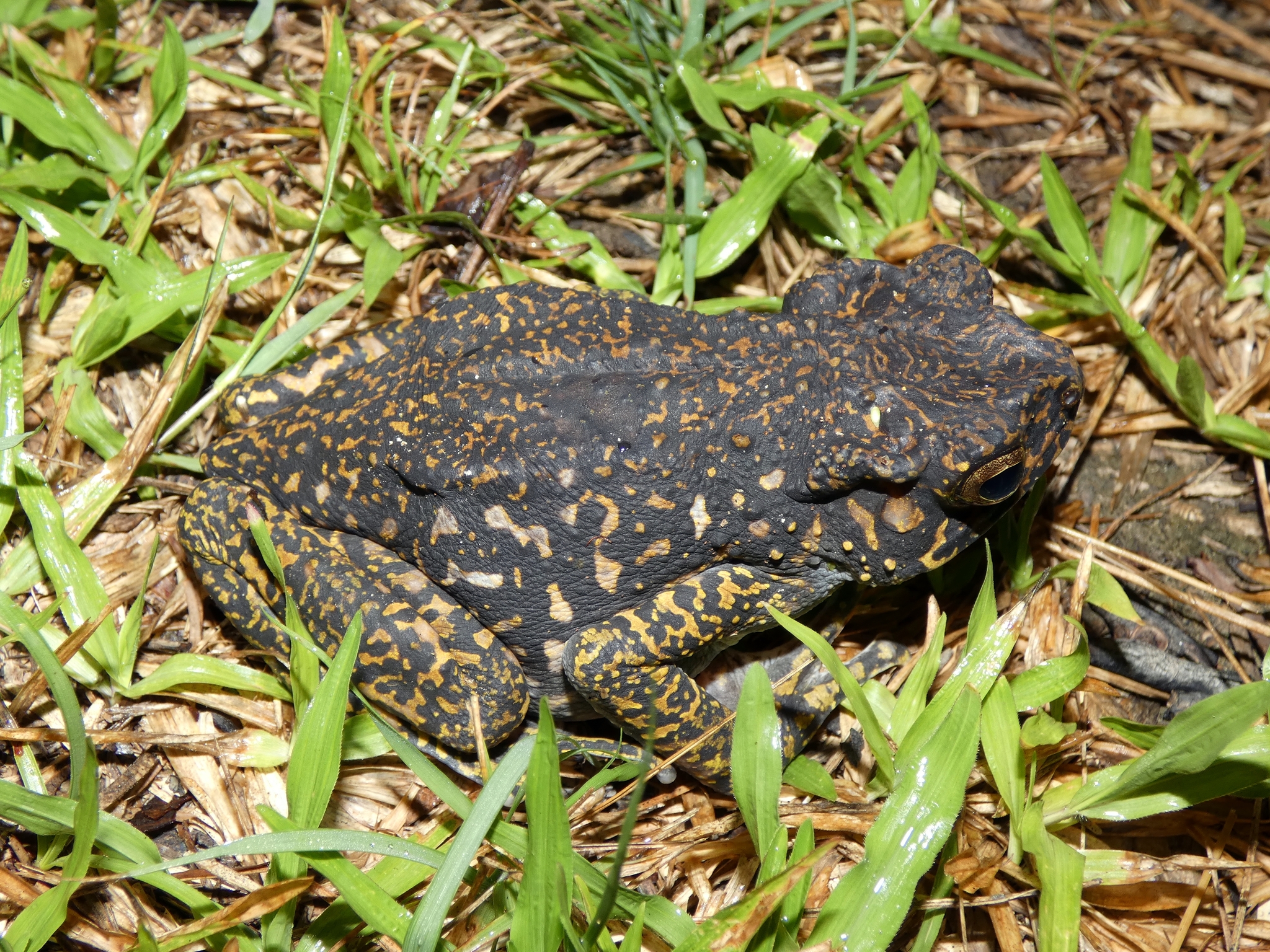 Asian Yellow-spotted Climbing Toad, Rentapia hosii