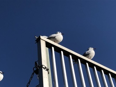 Chroicocephalus ridibundus