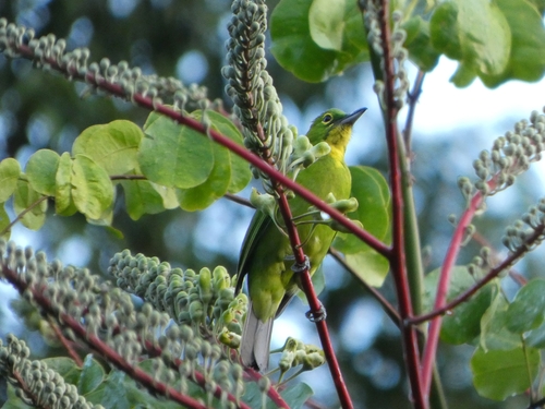 Greater Green Leafbird (Chloropsis sonnerati), photo 8
