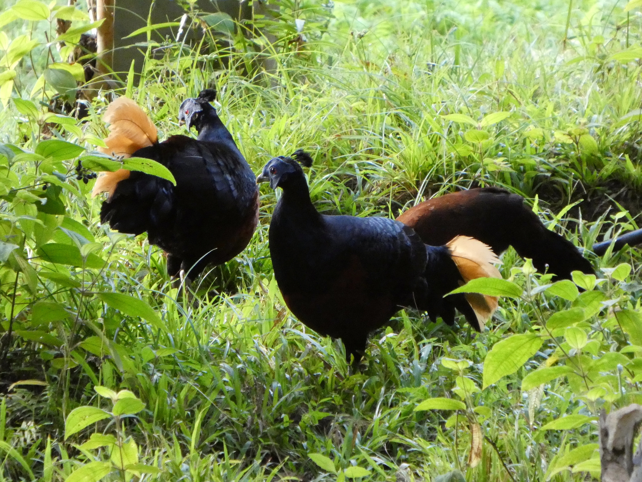 Bornean Crested Fireback (Lophura ignita), photo 2