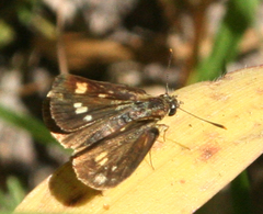 Ampittia dioscorides camertes