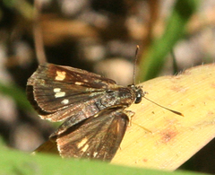 Ampittia dioscorides camertes