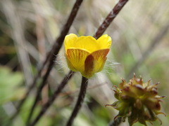 Ranunculus multiscapus