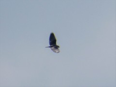 Elanus caeruleus