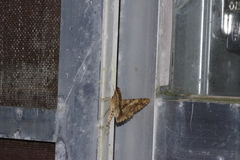 Racotis boarmiaria