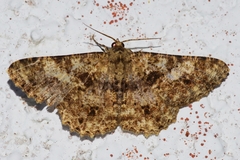 Racotis boarmiaria