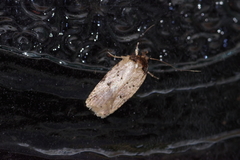 Psorosticha melanocrepida