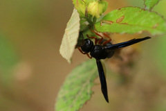 Anterhynchium rufipes