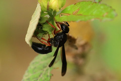 Anterhynchium rufipes