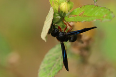 Anterhynchium rufipes