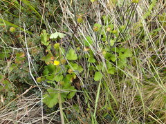 Ranunculus multiscapus