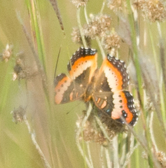 Precis ceryne ceryne