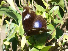 Hypolimnas bolina