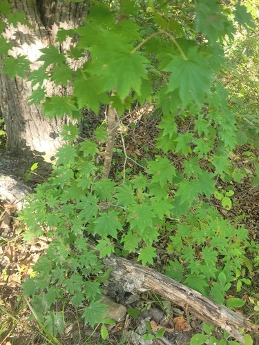 Keijo Maple (Acer pseudosieboldianum)