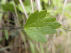 Ranunculus multiscapus