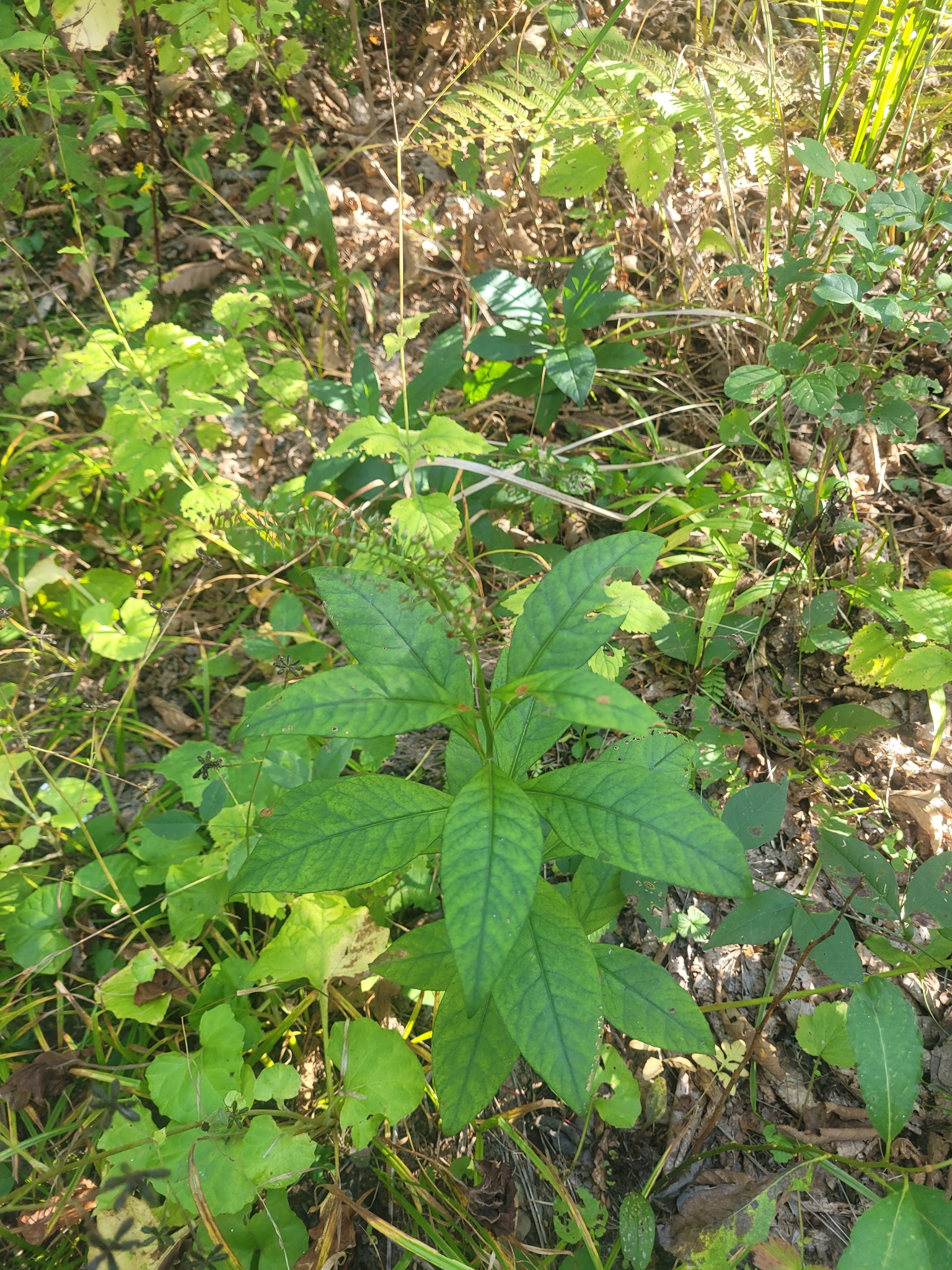 Gooseneck Yellow Loosestrife (Lysimachia clethroides)