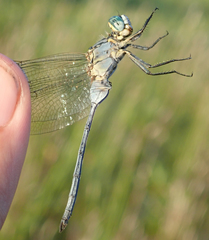 Orthetrum icteromelas