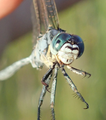 Orthetrum icteromelas