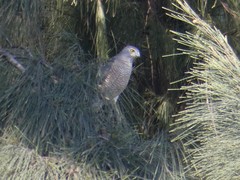Accipiter badius