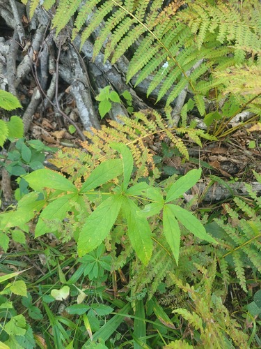 Sibirian veronicastrum (Veronicastrum sibiricum)
