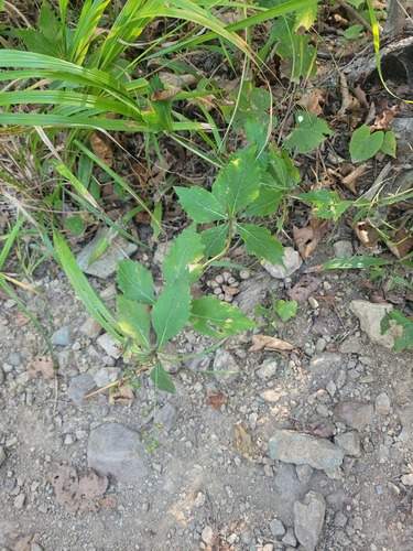 Adenophora pereskiifolia, photograph 3
