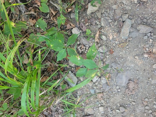 Serrate ladybell (Adenophora pereskiifolia)