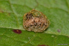 Hypera rumicis