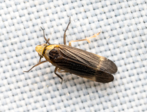 Eoeurysa flavocapitata observed 2026-01-29