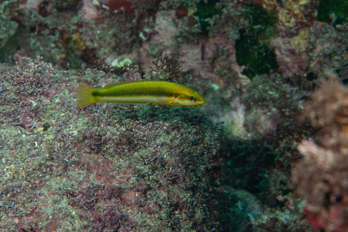 Blue-fin wrasse (Thalassoma lutescens) — Labridae — 5