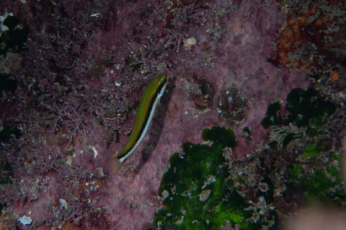Thalassoma lutescens