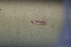 Mesophleps albilinella