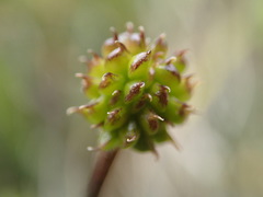 Ranunculus multiscapus