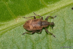 Hypera rumicis