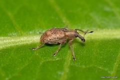 Hypera rumicis