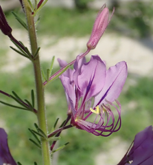 Cleome rubella