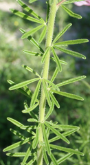 Cleome rubella
