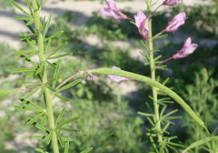 Cleome rubella
