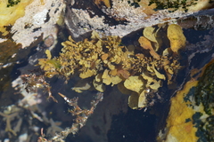 Sargassum incisifolium