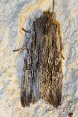 Lithophane lemmeri