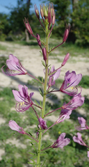 Cleome rubella